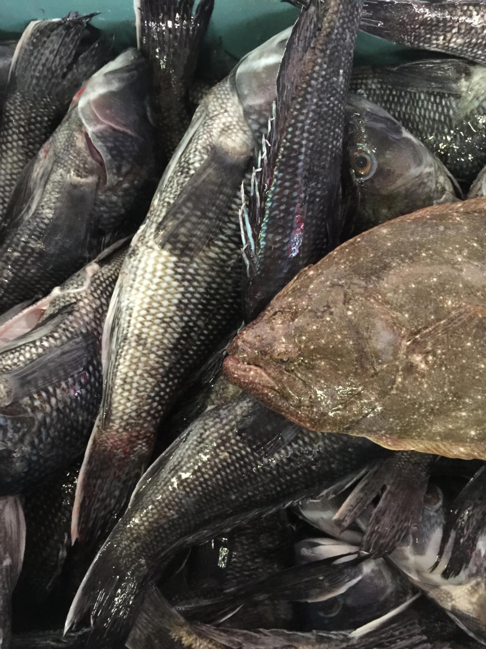 Fresh Fish for Sale in Crystal River Homosassa Grouper Snapper