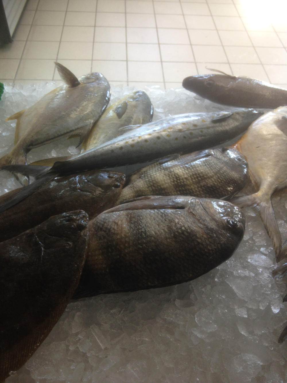 Fresh Fish for Sale in Crystal River Homosassa Grouper Snapper