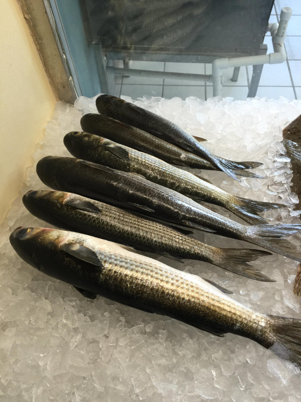 Fresh Fish for Sale in Crystal River Homosassa Grouper Snapper