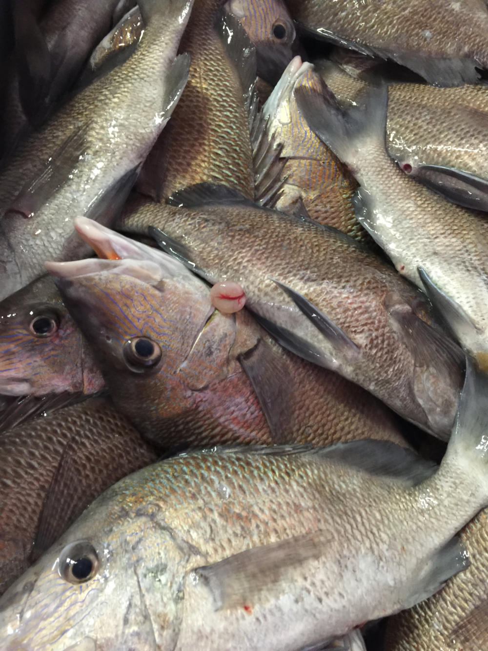 Fresh Fish for Sale in Crystal River Homosassa Grouper Snapper